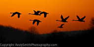 Tundra Swans Silhouette at Sunrise